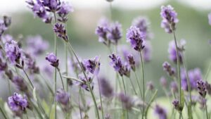 La lavanda sta appassendo? Cosa fare a seconda del problema