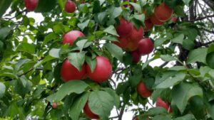 Biricoccolo, è un frutto antico dal nome buffo e dal sapore sorprendente: questo è quello che non sai