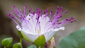 Conosci la pianta del cappero? Scopri come farla fiorire