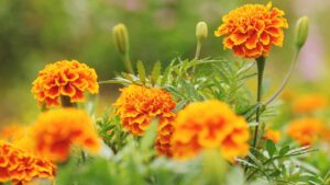 Fiori da piantare adesso per avere un bellissimo giardino invernale