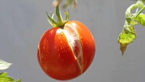 Come evitare che i pomodori si spacchino durante la maturazione