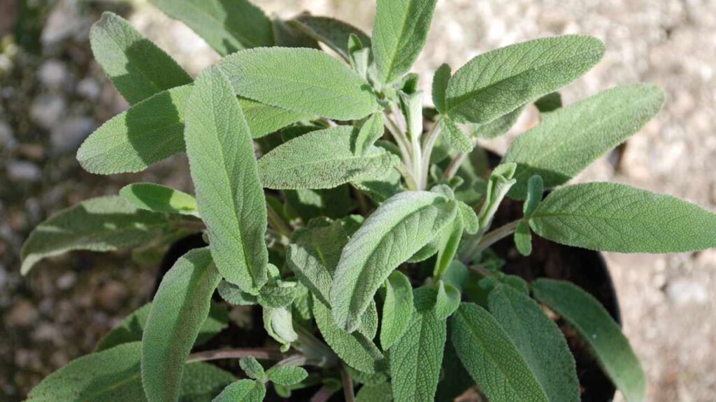 Quando la salvia non cresce potrebbe essere necessario rivedere le tecniche di innaffiatura