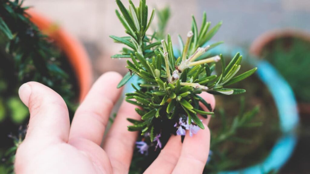 Come profumare la tua casa in soli 5 minuti utilizzando un semplice ingrediente naturale