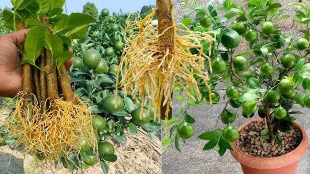 BeliceWeb.it - Limoni, se li coltivi così ti dureranno tutto l’anno: il metodo molto semplice