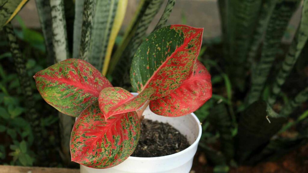 7 piante da interno che donano colori unici alla tua casa e come coltivarle con cura