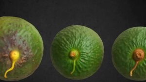 Come sapere se un avocado è maturo? Il trucco dello stelo