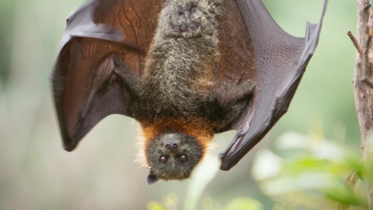 pipistrelli in casa