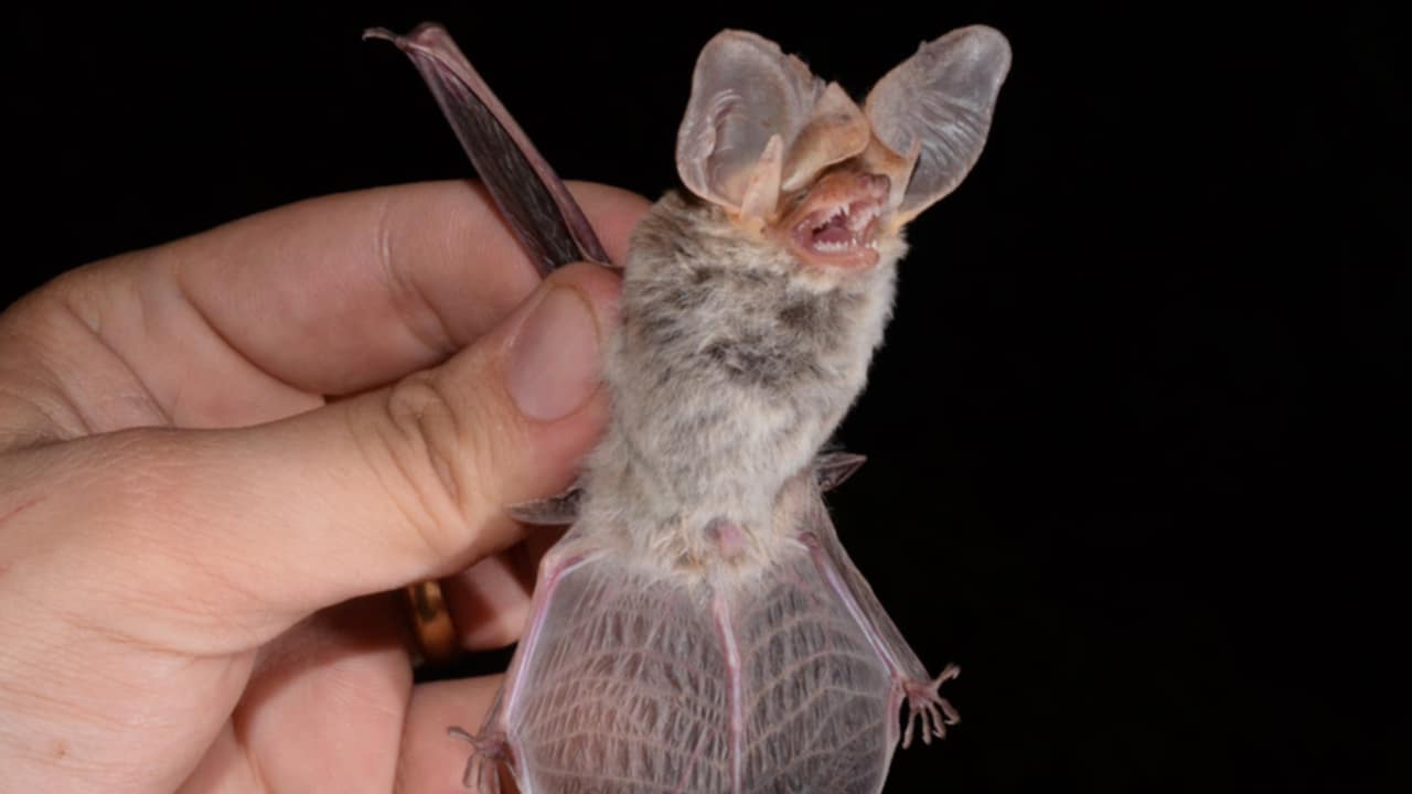pipistrelli in casa