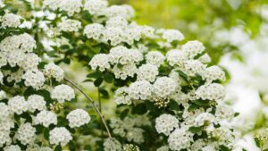Se vuoi un giardino così spettacolare, devi scegliere questa pianta!