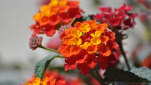 Tre fiori estivi da coltivare sul tuo balcone anche sotto il sole intenso: diventerà bellissimo