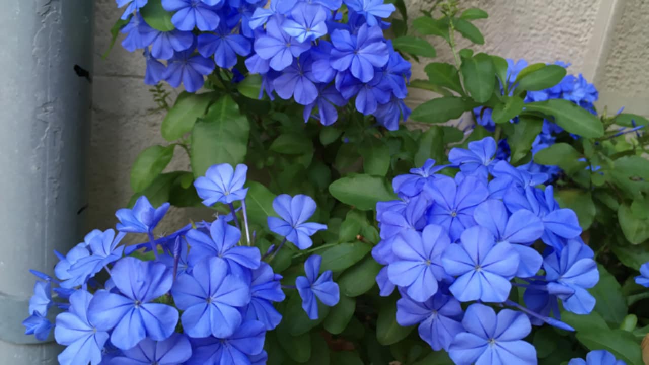 fiori balcone