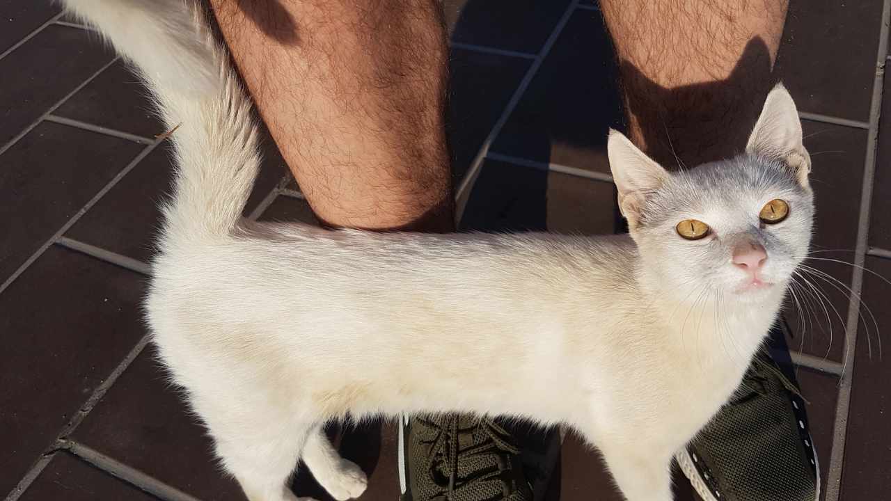 segnali gatto