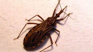 Se vedi questo animale in casa tua, devi fare molta attenzione a questi sintomi!