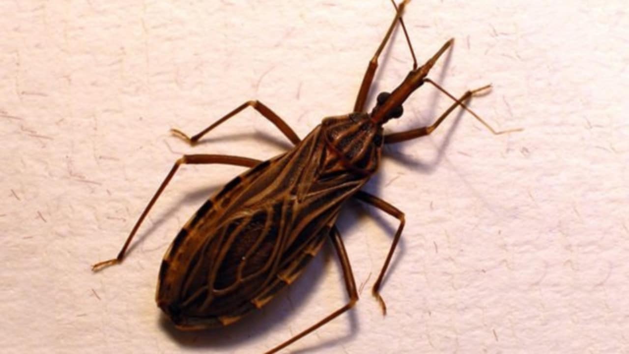 cimice morbo di Chagas